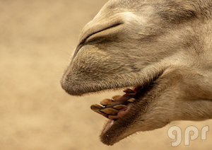 Por eso los camellos no se ríen nunca