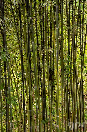 Bambúes
