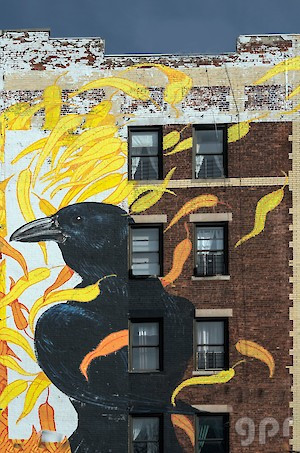 El cuervo de Washington Heights