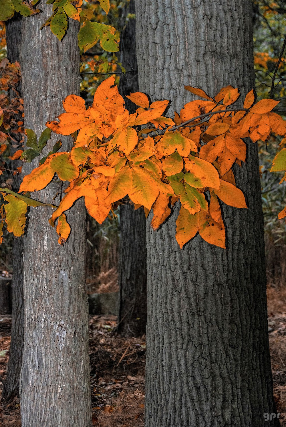 El color del otoño