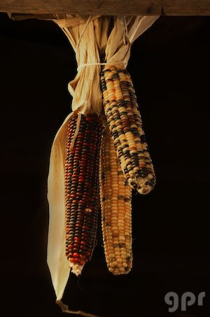 El milagro del maíz