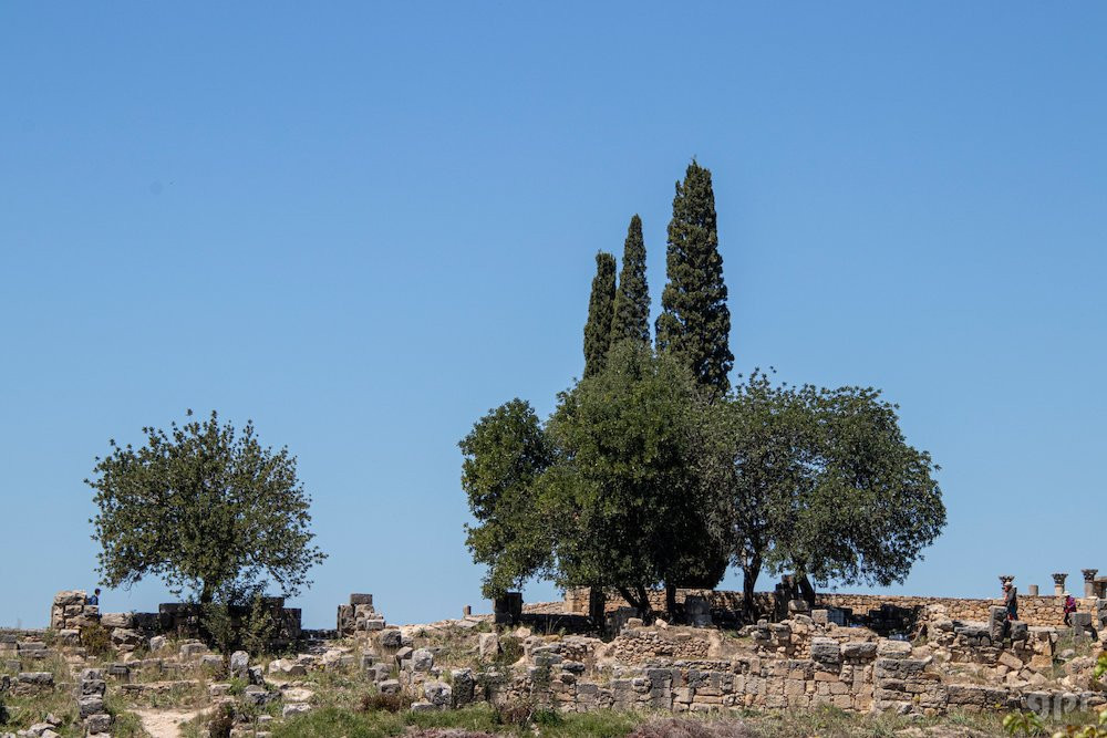 Olivos, cipreses, entre ruinas