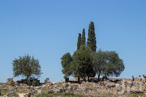 Olivos, cipreses, entre ruinas