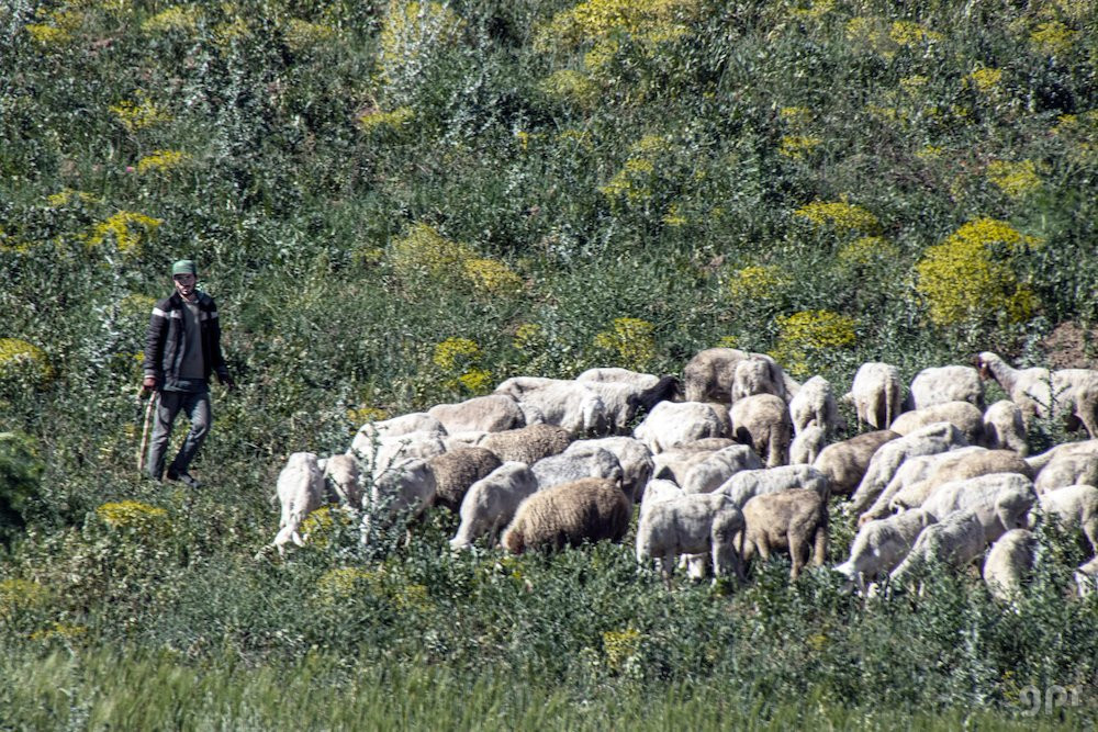 El pastor y sus ovejas