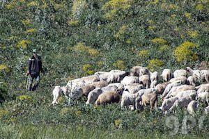 El pastor y sus ovejas