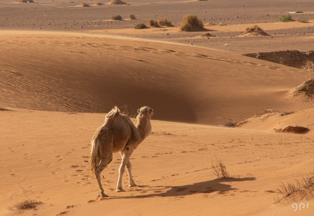 El camello solitario