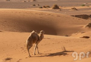El camello solitario