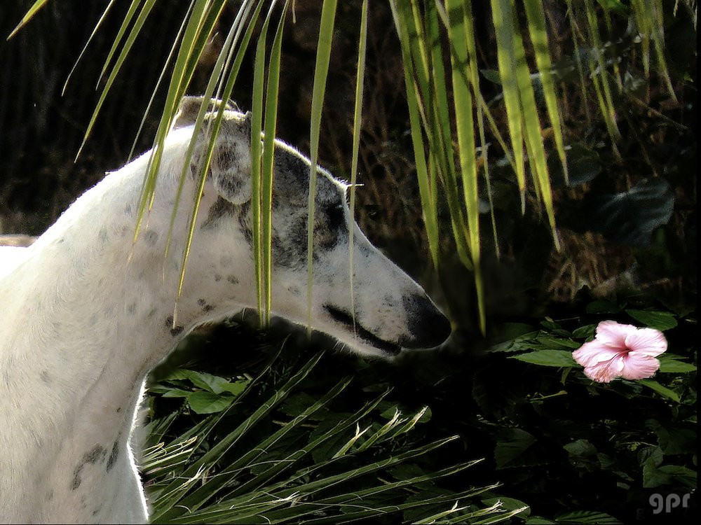 Fandango descubre una flor